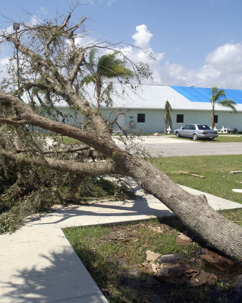 Uprooted tree and a tarped roof after a hurricane in Fellsmere, Florida