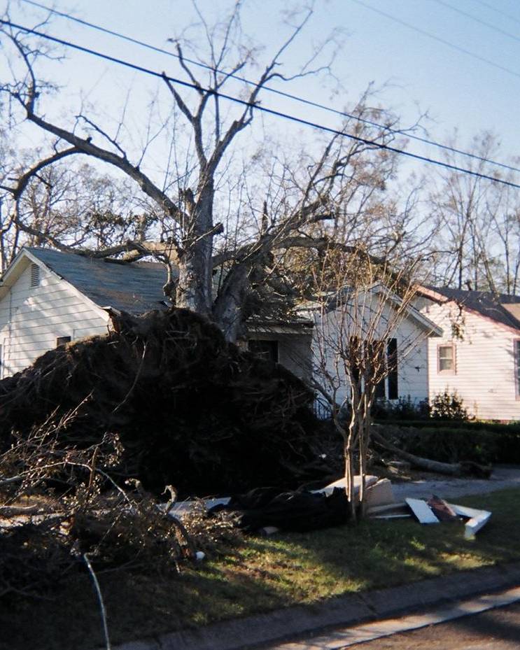 Large tree fallen onto a house after a storm